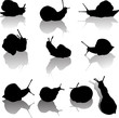 ten edible snails with shadows isolated on white