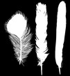 isolated group of three white feathers silhouettes