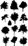 Fototapeta Lawenda - isolated on white thirteen trees silhouettes