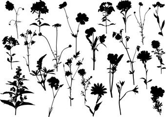 Wall Mural - set of twenty three garden flower silhouettes on white