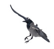 large grey isolated flying crow