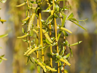 Canvas Print - Salix alba 'Tristis' | Saule pleureur doré aux lianes retombantes jaune doré ornées de fleurs en chatons jaunes entre des feuilles étroites, lancéolées et glabres en début de printemps