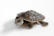 close up of a young baby short necked Murray River turtle on a white backgound