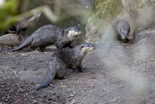 Asian Short-clawed Otters, Aonyx Cinereus, Displaying Behaviour In A Group And Alone Near Water.