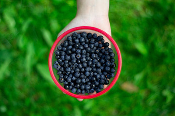 closeup hand holds bowl of blueberries on green grass background