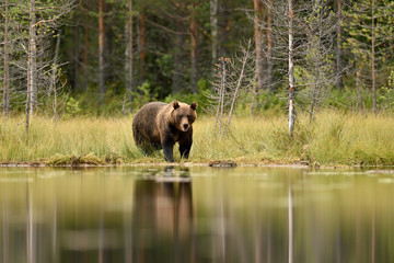Wall Mural - brown bear in bog landscape