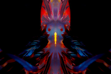 Poster - Bird Feathers collage. Photos with graphic effect.