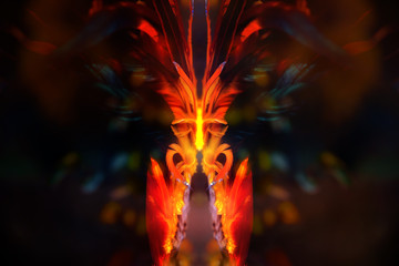 Poster - Bird Feathers collage. Photos with graphic effect.