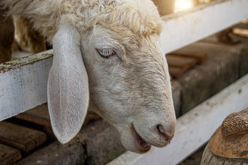 cute face of sheep in agriculture farm