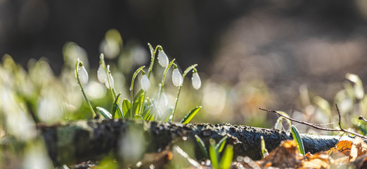 Wall Mural - panoramic view to spring flowers in the forest. white blooming snowdrop folded or galanthus plicatus