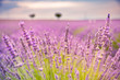 Summer floral closeup, bright purple lavender flowers. Sunset over a violet lavender field in Provence, France.