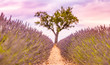 Blurred heart shape tree in a lavender field. Beautiful summer agriculture landscape, herbs and flower meadow
