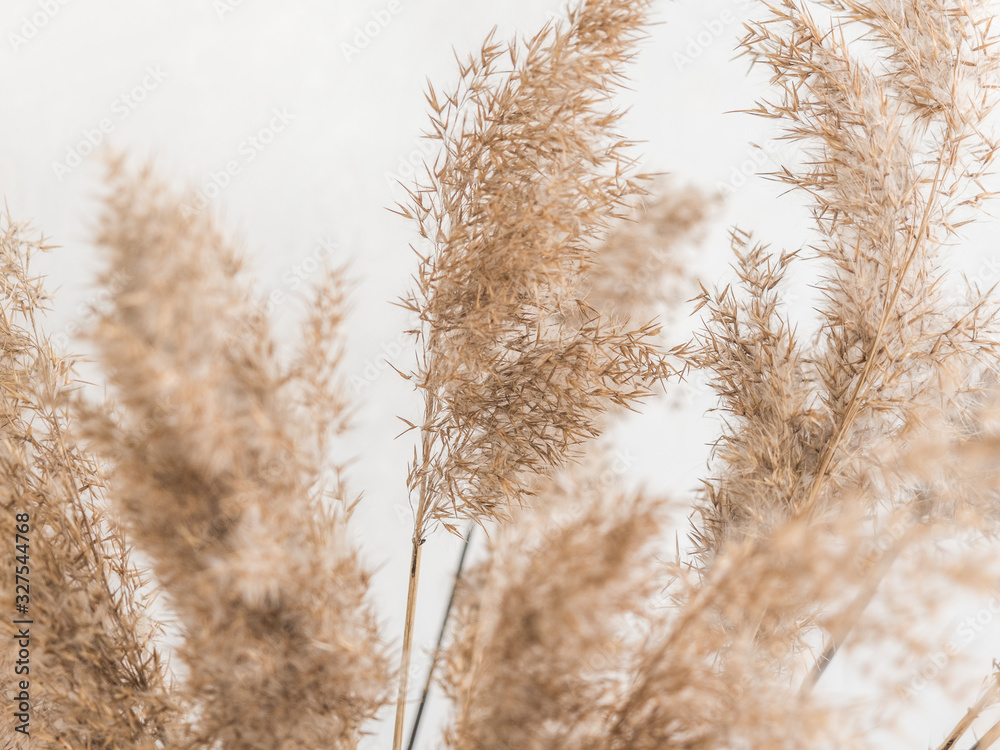 Dry beige reed on a white wall background. Beautiful nature trend decor. Minimalistic neutral concept. Closeup - obrazy, fototapety, plakaty 