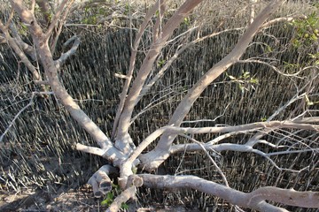 tree/plant in mangroves of Al JUbail Islands of Abu Dhabi