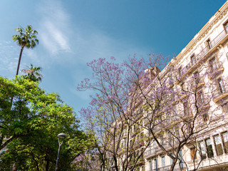 Wall Mural - Purple Flowering Trees In The Center Of Barcelona City In Spain