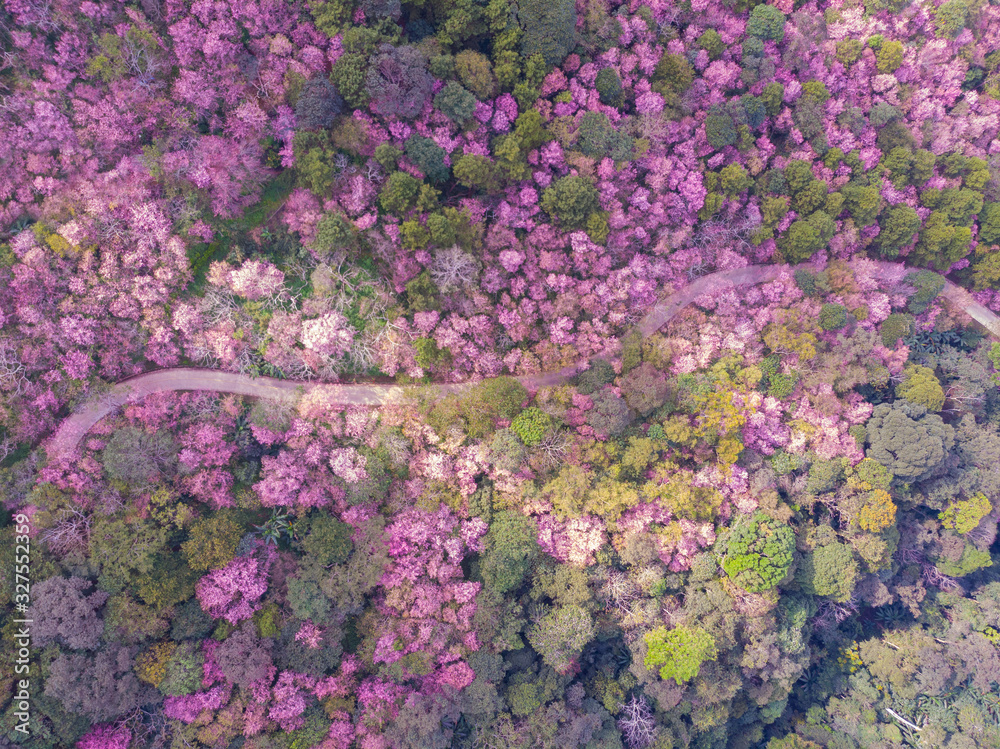 Aerial view landscape of Pink flower sakura cherry blossom tree with ...