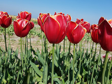 Tulipa, Flying Dragon, Tulpenbluete