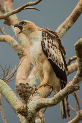 juvenile crested hawk-eagle
