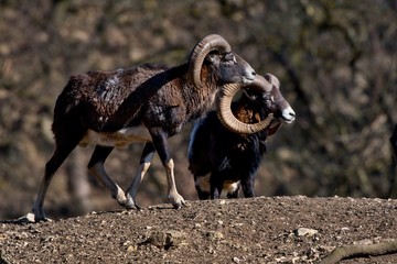 european mouflon ovis aries musimon in natural environment, carpathian forest, slovakia, europe