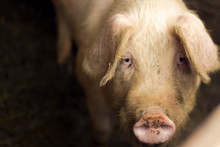 Close-up Portrait Of A Pig Looking Into The Frame