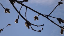The Branches Of The Pussy-willow With Fluffy Silvery Buds Swing From The Wind Against The Background Of The Blue Sky On A Sunny Spring Day. 