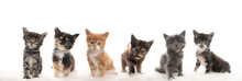 Group Of Cute 5 Week Old Maine Coon Kittens Looking At Camera Curiously Isolated On White Background