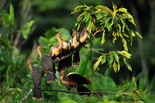 Hoatzin Birds On A Tree Branch