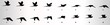 Bird flying animation sequence silhouette, loop animation sprite sheet