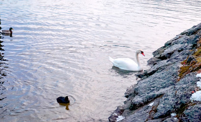 group of water poultry animal with leader in a herd including, wild duck teak goose and white swan swimming in the river, lake of Hallstatt tourism sightseeing attraction village, Austria.