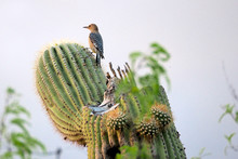 Flicker On Top Of A Cactus