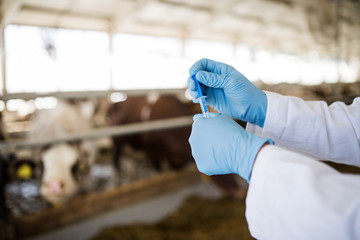 Wall Mural - Hands of veterinary doctor with syringe working on diary farm, agriculture industry.