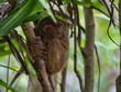 Koboldmaki kleiner Tasier versteckt im Baum einer Farm