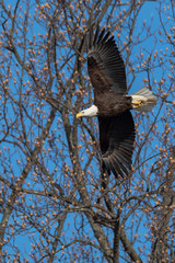 Wall Mural - an american bald eagle in flight with wings spread.