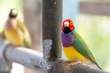 Wall Mural - Beautiful multi colored Gouldian finch bird