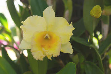 Beautiful orchid flowers in the garden