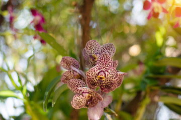 Beautiful orchid flowers in the garden