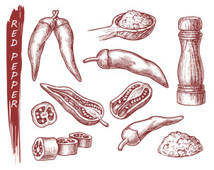 Red pepper spice seasonings, chili pepper sketch