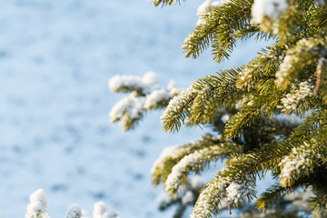 Wall Mural - Winter snow on the branches of a Christmas tree. Snowy texture. background for design. Coniferous branches in the sun. Snowflakes.