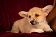 Pembroke Welsh Corgi puppy portrait at home on red velvet background