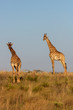 Two giraffes looking towards the camera.