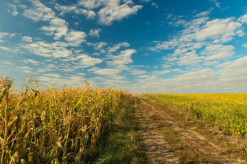 Wall Mural - harvest field rural landscape picturesque vivid colorful scenic view with dirt trail ho horizon background space with blue sky white clouds