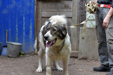 old caucasian shepherd white with brown