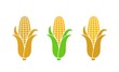 Corn logo. Isolated corn on white background