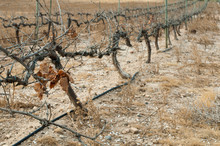 Poor Harvest Vineyards