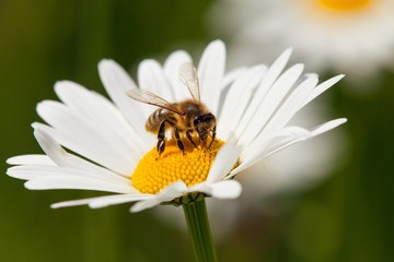 bee or honeybee on white flower of common daisy