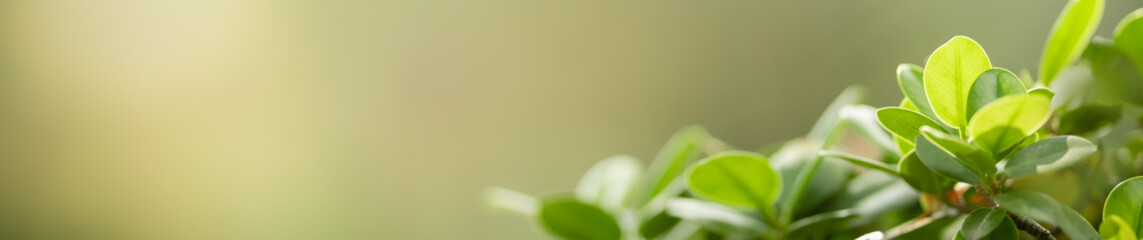 Close up beautiful nature view green leaf on blurred greenery background under sunlight with bokeh and copy space using as background natural plants landscape, ecology cover concept.