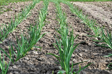 Garlic grows in the open ground