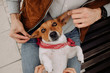 funny jack russell terrier dog portrait on owners lap