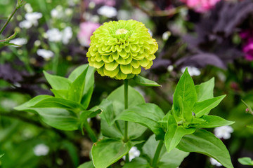 Close up of one beautiful large green zinnia flower in full bloom on blurred green  background, photographed with soft focus in a garden in a sunny summer day