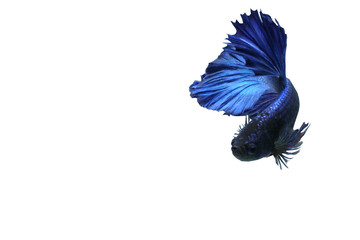 Poster - Blue fighting fish on a white background
